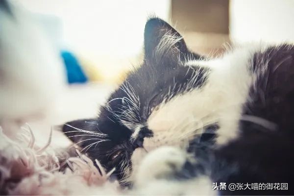 猫晚上睡觉发梦咬人,猫咪做梦会被吓醒吗