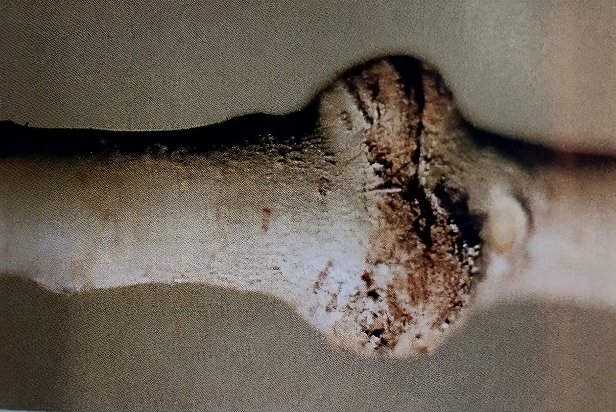 华东地区常见蛀干害虫识别与防治,法桐双齿长蠹钻蛀害虫的防治方法