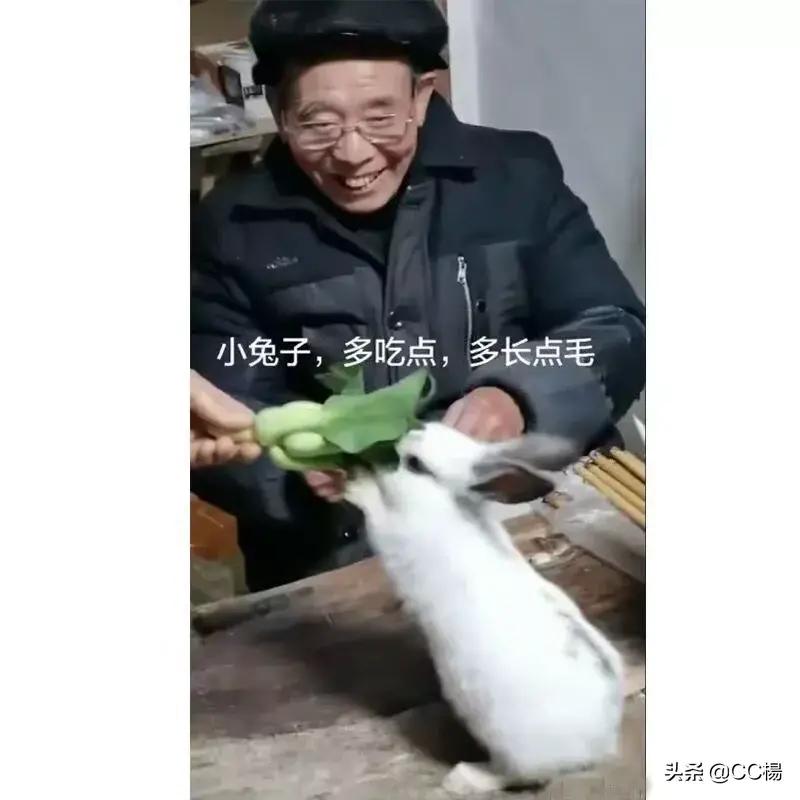 开心一刻小兔请老虎吃饭,开心一刻兔子买萝卜