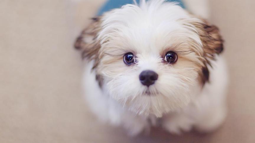 膀胱炎应该吃哪种狗粮,宠良狗粮幼犬吃怎么样