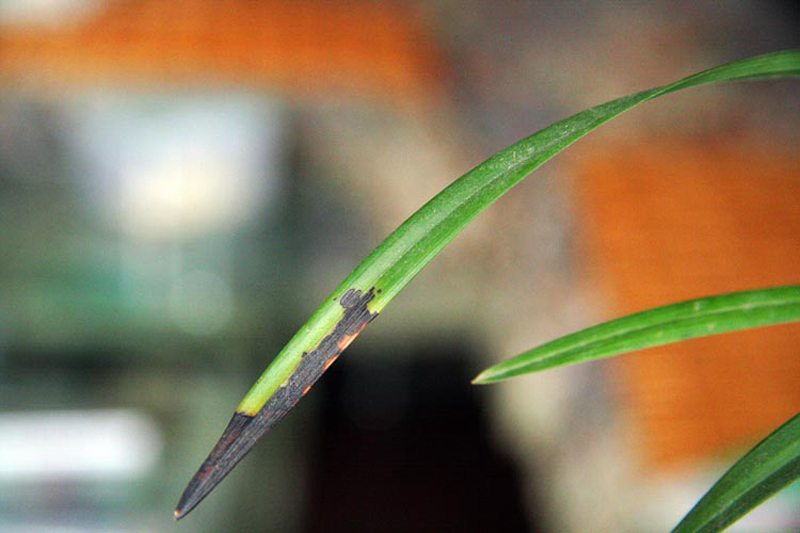 兰花叶从根部往上变黑,兰花叶变黄根变黑是啥原因