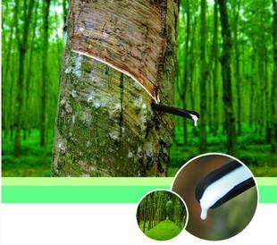 关于乳胶床垫的知识,乳胶枕知识