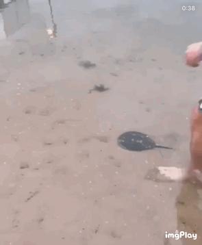 微胖渐欲迷人眼分分钟缴械投降的动态图