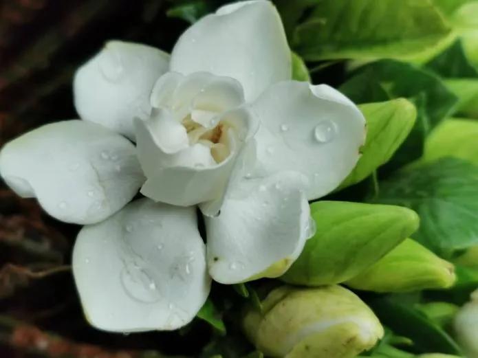 栀子花鲜花花期多久,栀子花怎么花期更久