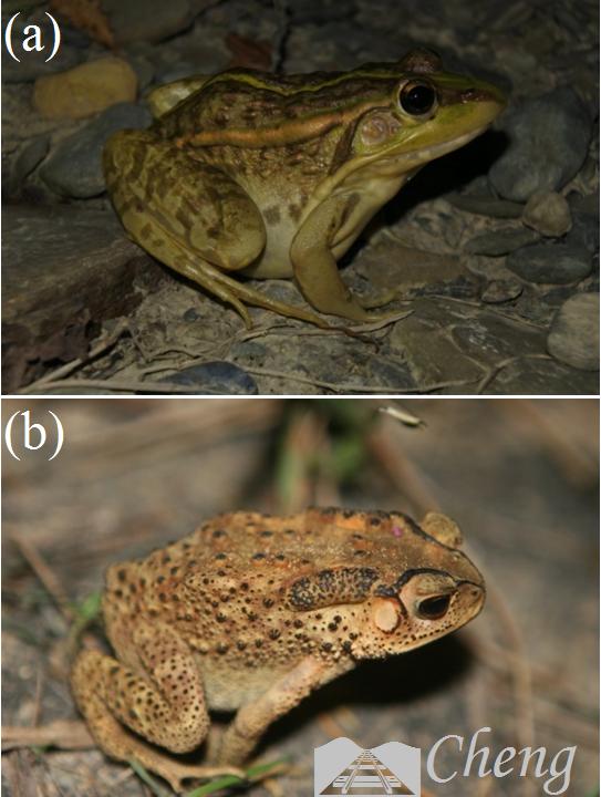 青蛙辨别颜色小视频,青蛙鉴定