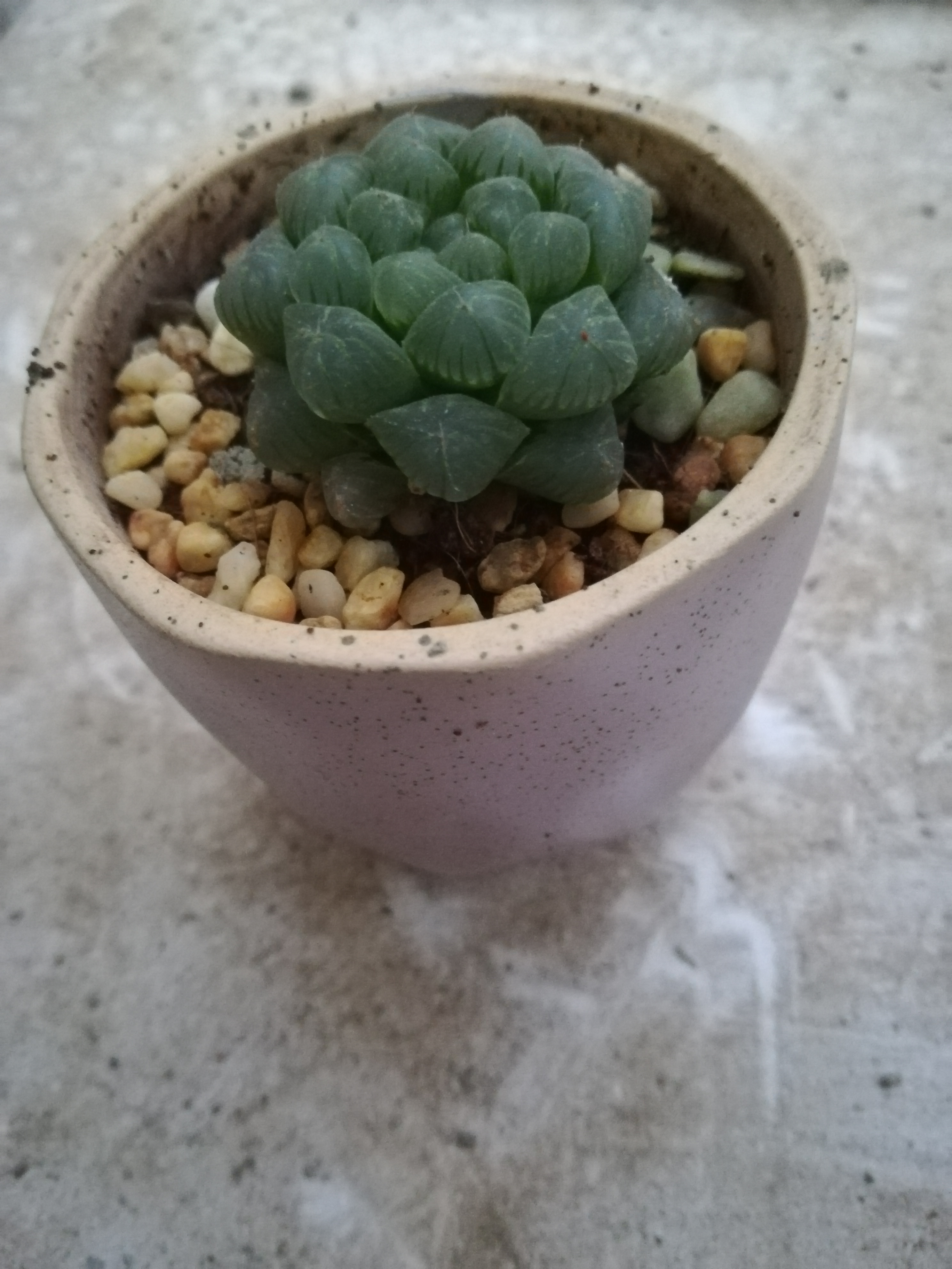 姬玉露适合在什么地方养殖,姬玉露用什么土养最好活