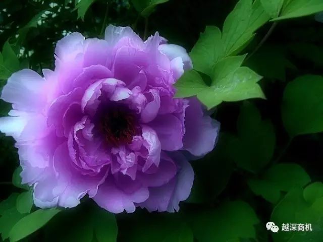 中国各大城市市花介绍,全国56市市花太美了的视频