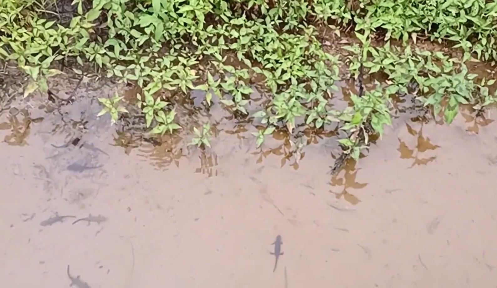 山洪冲出一窝娃娃鱼？江西钓友进山钓鱼，溪流里发现一群四脚兽