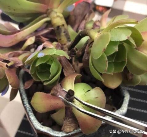 多肉的根腐黑怎么处理,多肉腐黑了要拔根吗
