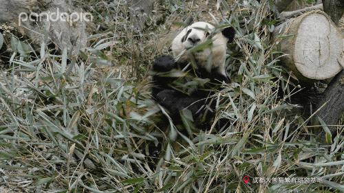 大熊猫快速吃竹笋,大熊猫吃竹子图片