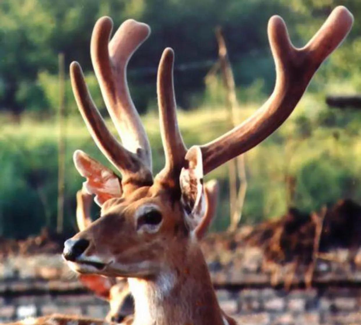 张锡纯治疗男科方剂,中医张锡纯医案