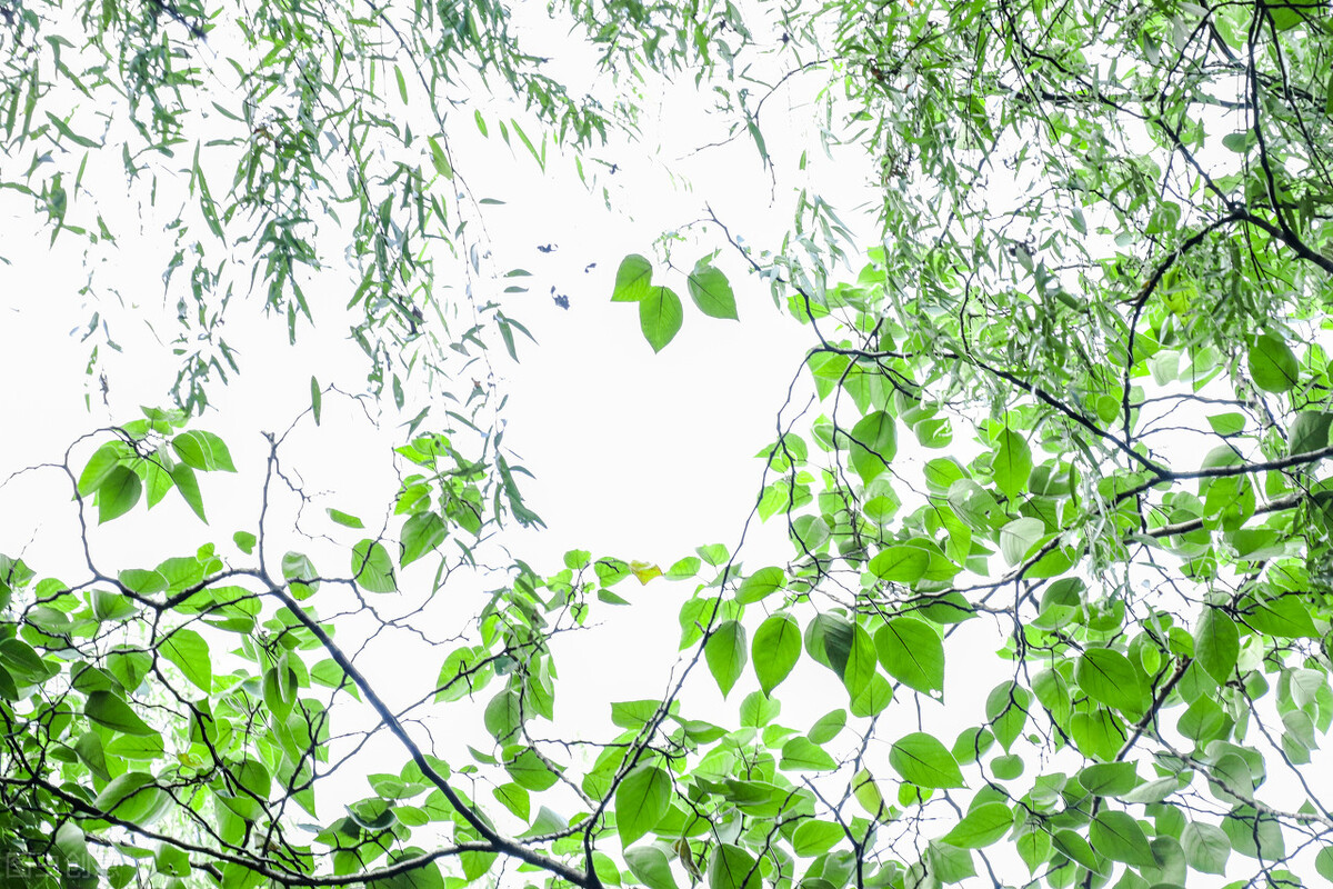 一对一作文课,一对一作文线上课程推荐4年级