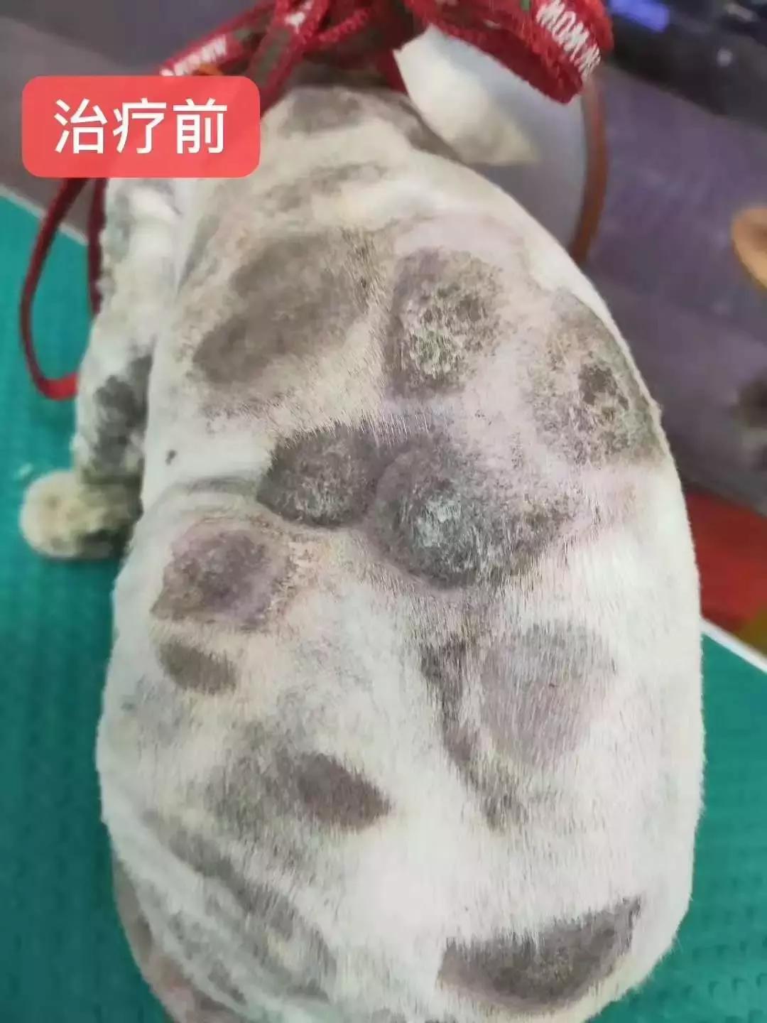福懋动物医院:猫咪皮肤病不难治,看了这篇你就懂了