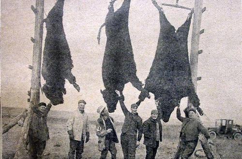 美国野生野牛,美国猎野牛