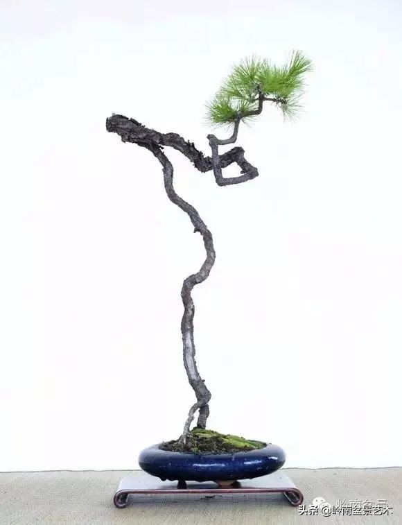 素仁格与文人树,你怎么看?