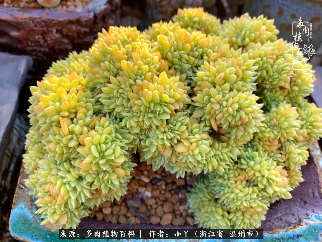 祖上无院家里无矿,一腔浪漫情怀付诸楼顶造花