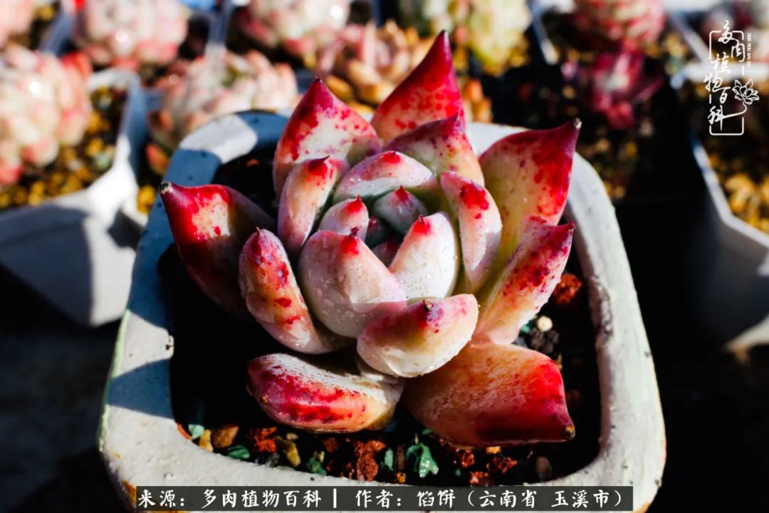 多肉对比图片,多肉对比高清图