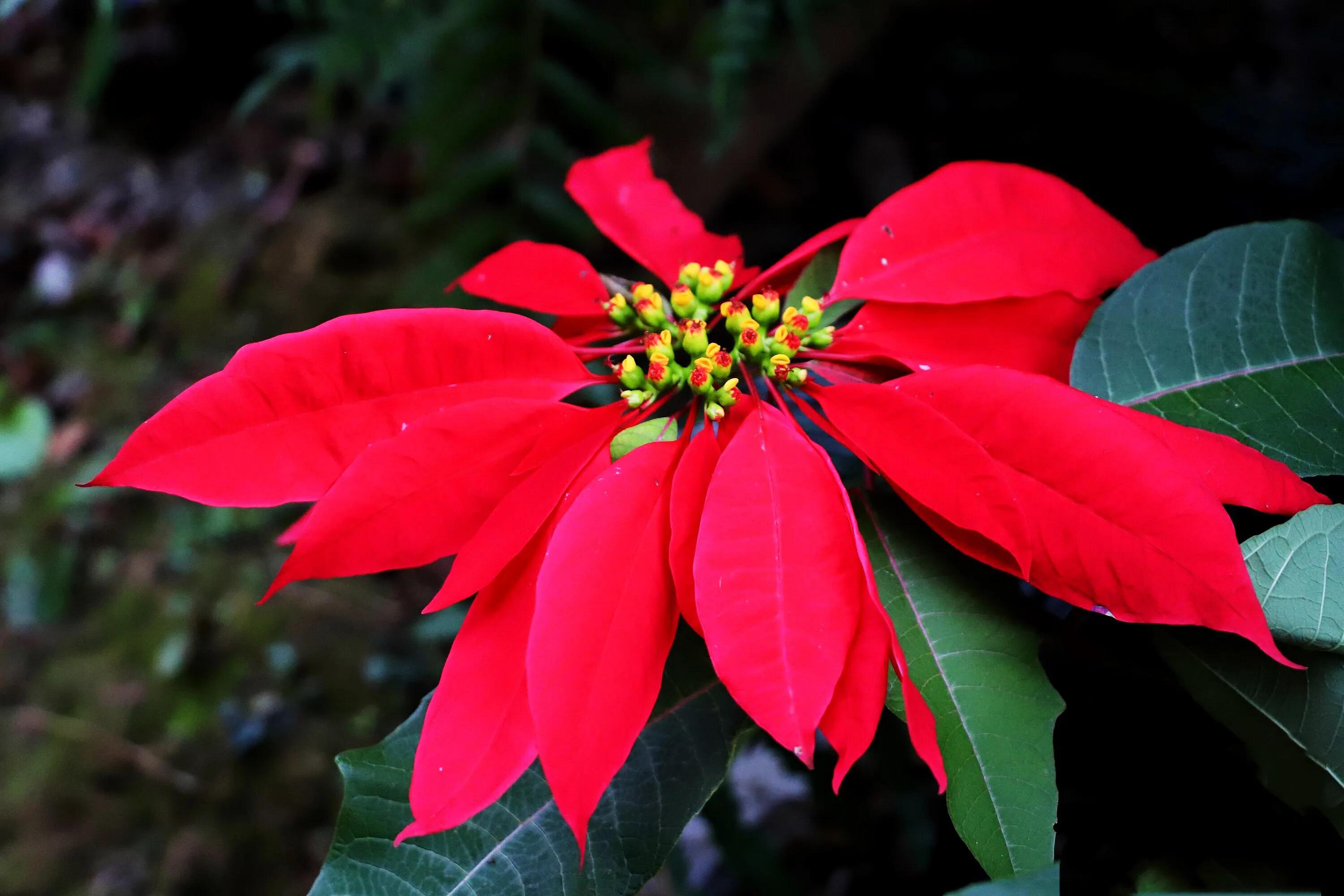 花大色艳的花卉,中国红花花卉大全