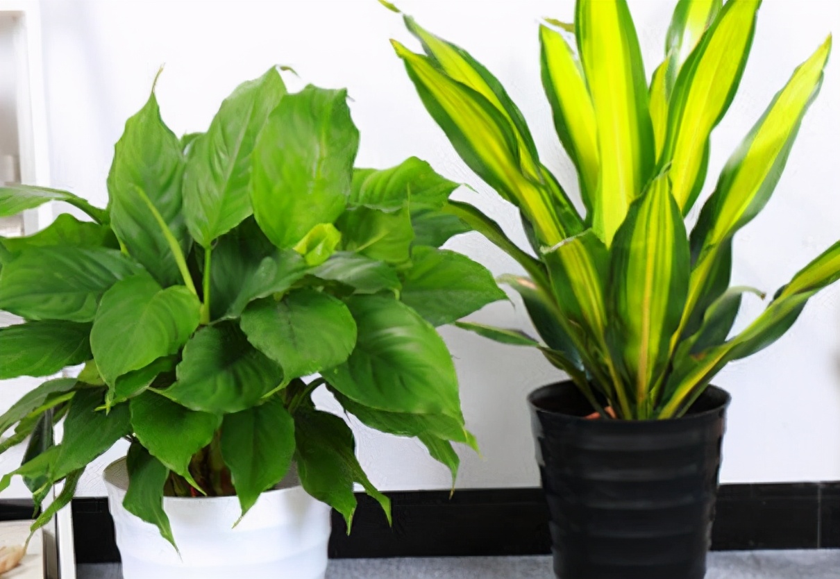 室外空气不好如何改善室内空气,室内空气太差劲怎么办