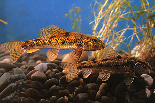 原生冷水清道夫,观赏鱼推荐冷水鱼清道夫