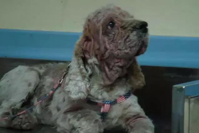 宠物医院不提供用药清单怎么办,宠物常见的皮肤病药