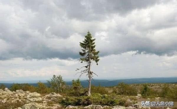 世界最贵3棵树,日本最贵的罗汉松价值一亿