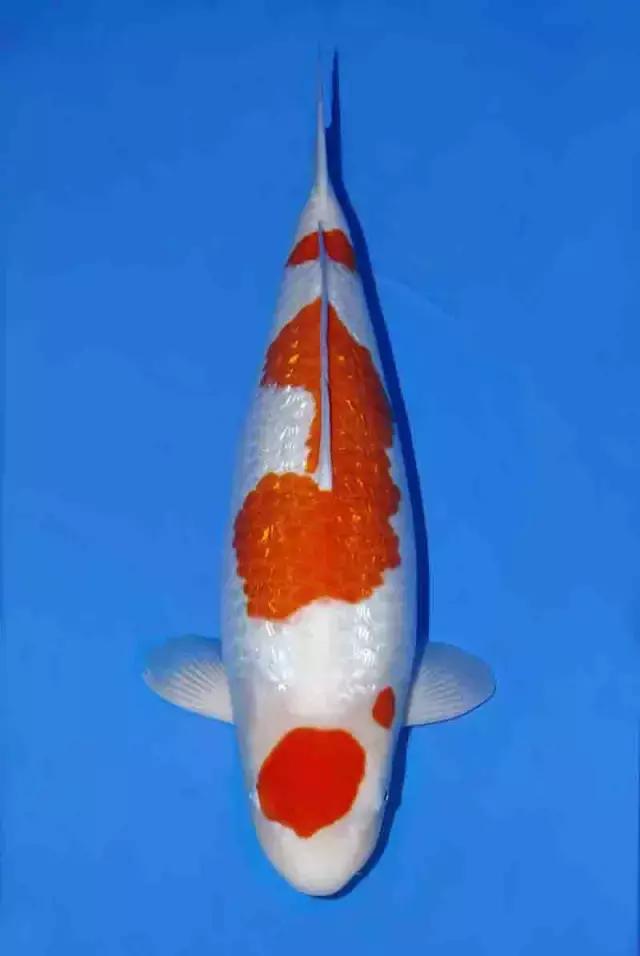 如何正确的治疗肠炎,肠炎的预防护理性知识有什么