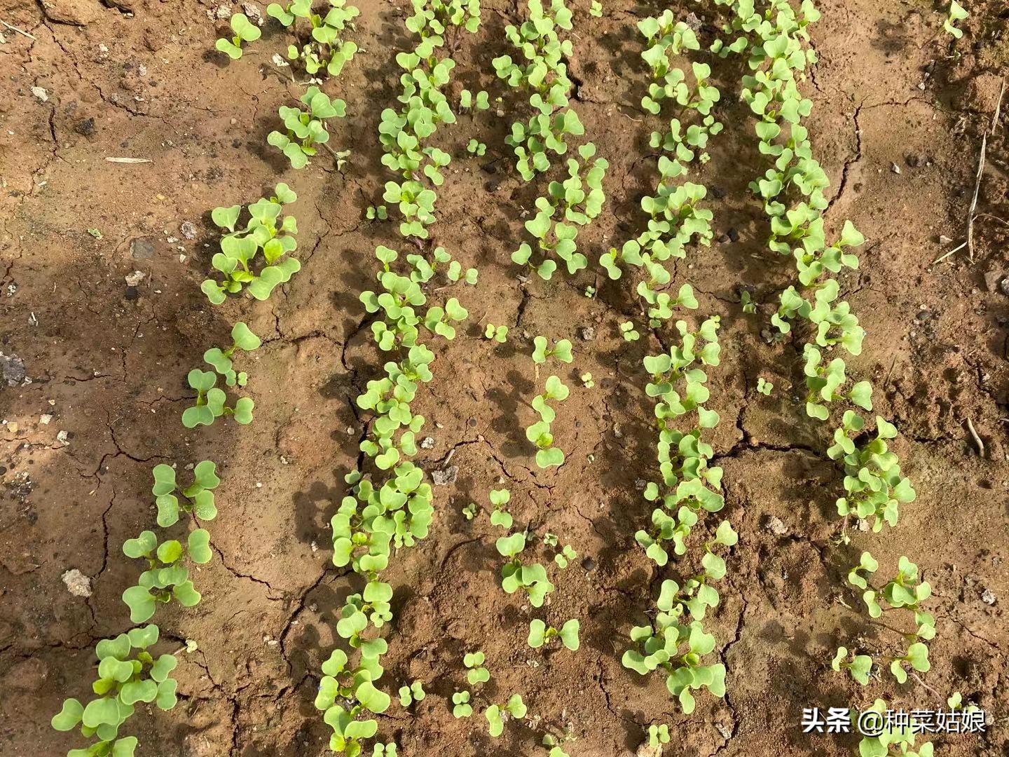 露天种菜怎么防止土壤板结,阳台种菜怎样防止土质板结