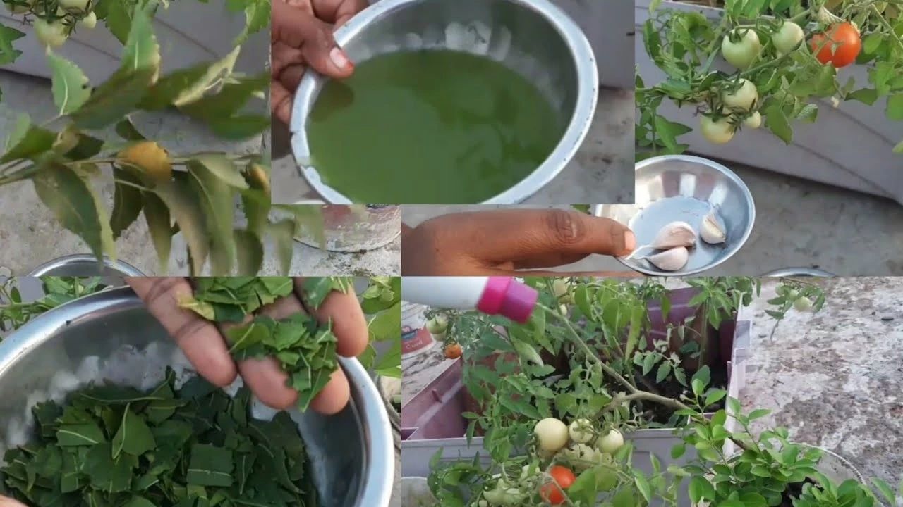 苦楝油杀虫一月喷几次,苦楝树怎么做杀虫剂杀菌