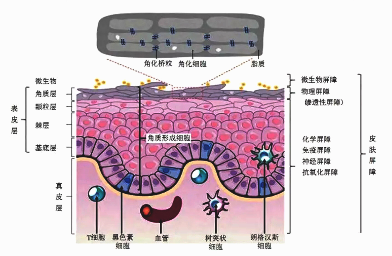 皮肤菌群移植,人体皮肤自我修复能力