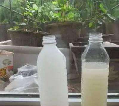 变质牛奶喝了怎么办,过期的豆浆和牛奶能浇花吗