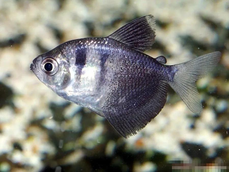 萌新适合养的观赏鱼,萌新养鱼有什么技巧