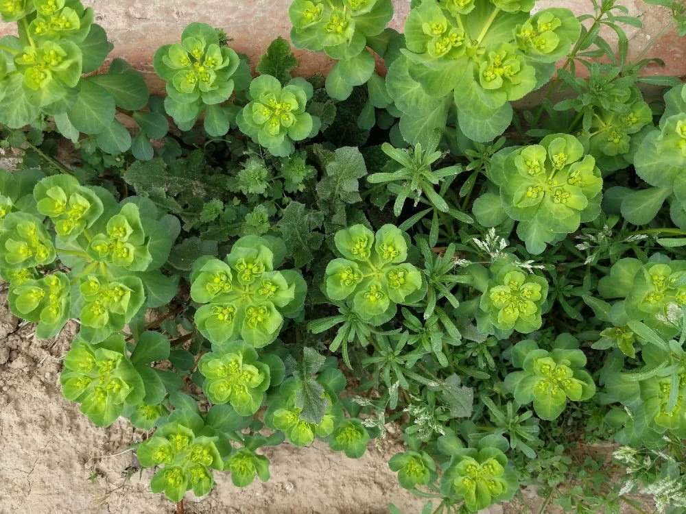 野草叫做五朵云,五朵云野草