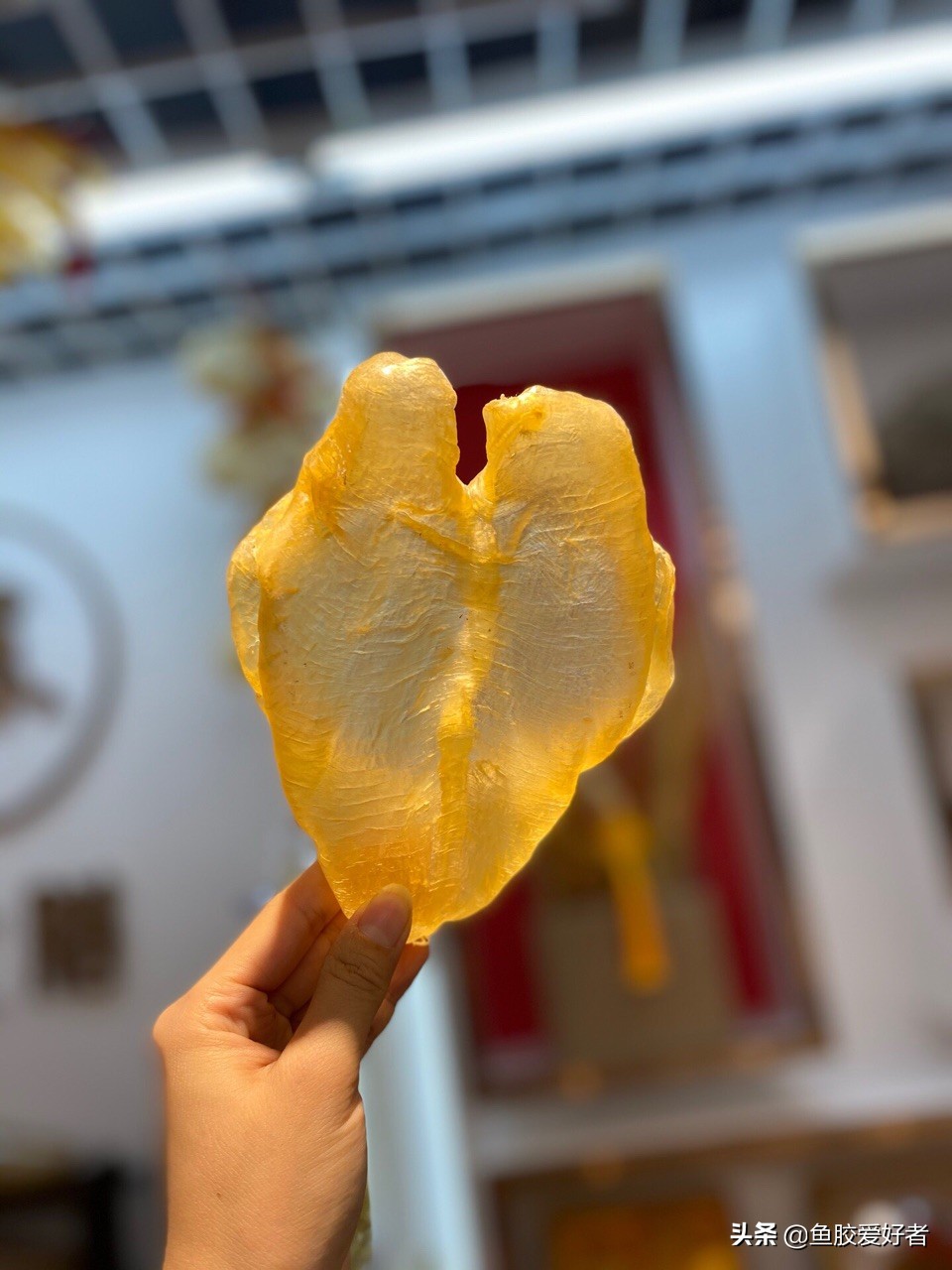 买鱼胶为什么,买鱼胶的技巧视频