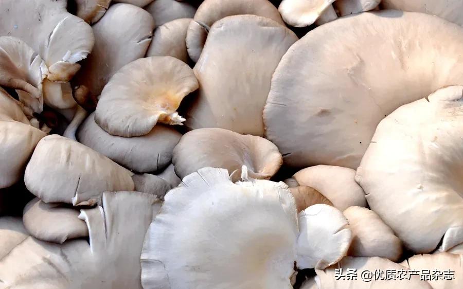 罗源秀珍菇之乡,罗源县秀珍菇最新消息