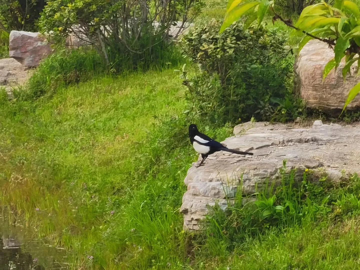 扬州小隐庄园,扬州古城区小院