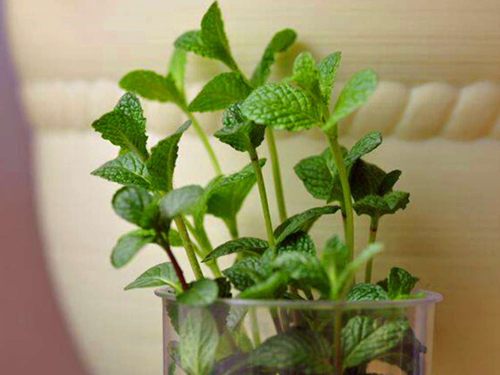 薄荷的繁殖方法和注意事项盆栽,薄荷的繁殖方法及操作特点视频