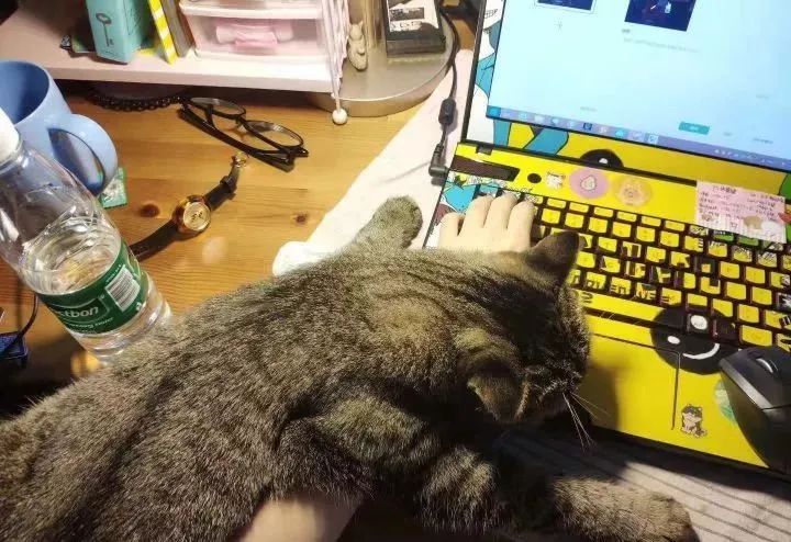 一个人养猫有什么烦恼,一个人生活养只狗靠谱吗