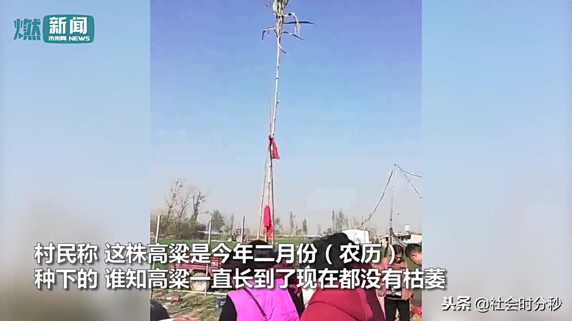 山东5.7米“神高粱”引来村民烧香跪拜警方:是迷信已铲除