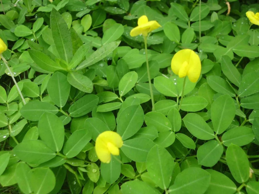 100种常见观叶植物图鉴史上最全,农村常见的100种植物