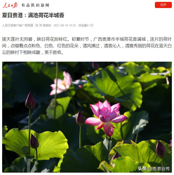 牛犇犇直播视频,牛犇直播人气