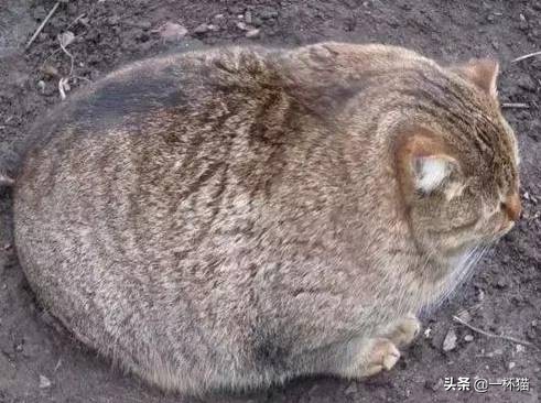 一根猫、一滩猫、一架猫，喵星人逆天姿势大全