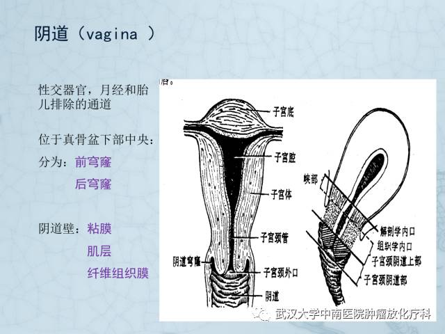 女性盆腔解剖与断层影像