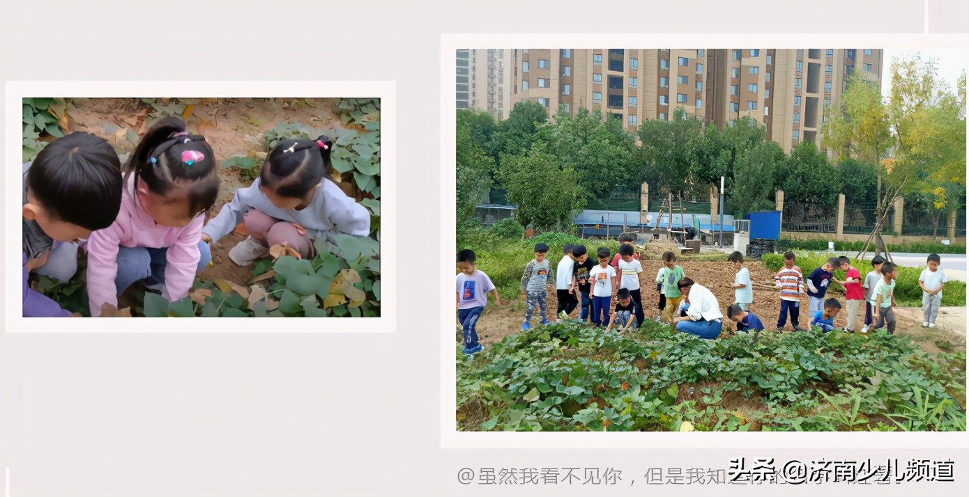 幼儿园红薯生成课活动方案,幼儿园科学教案红薯的成长过程