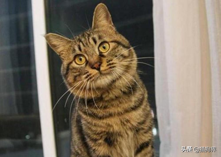 猫会放屁吗猫放屁会怎么样,猫也会打嗝吗