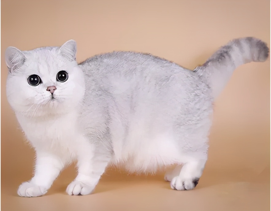 秒懂内涵填空,英短的颜色有多少种