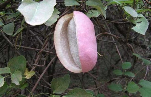 种植八月瓜的商机,种植八月瓜药材前景很好很广泛吗