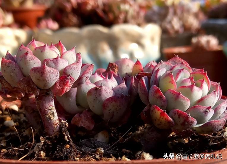 多肉姬莲系列哪个品种最好看,姬莲系的多肉有哪些品种