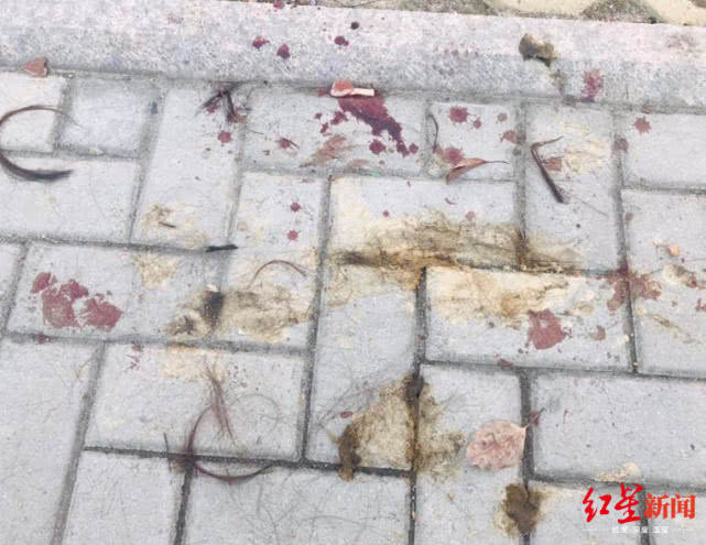 温州一女子遭公公和丈夫暴打新闻,温州女子遭暴打后续