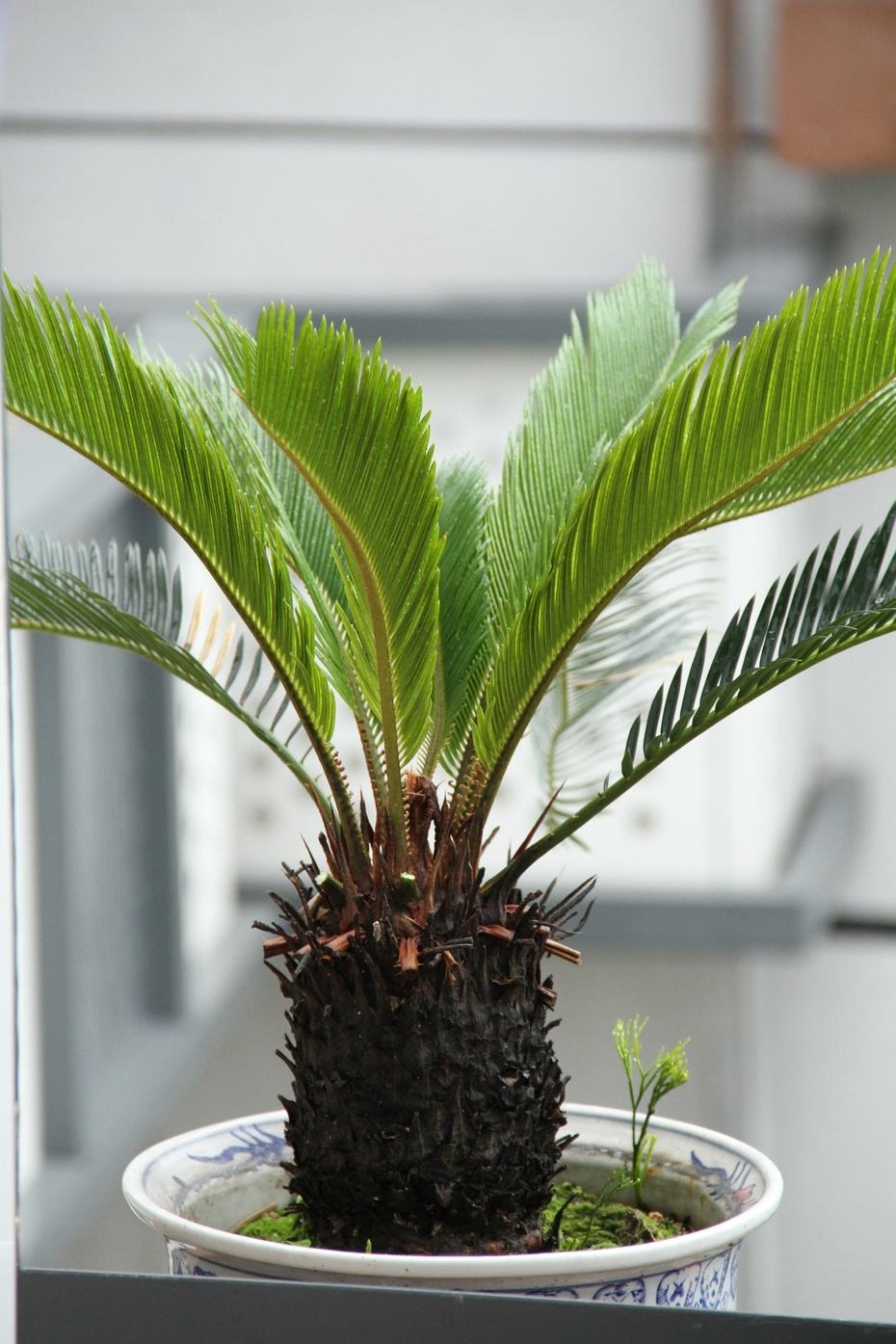 铁树冬天零下多少度能冻死,冬天铁树怎样养护